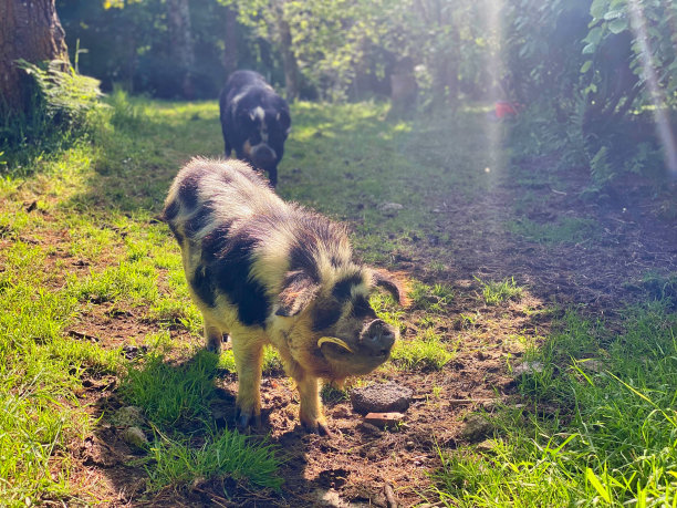 在田里养猪图片下载