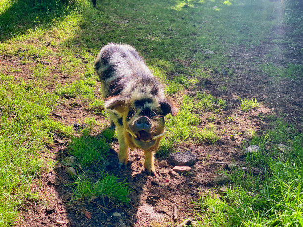 在田里养猪图片下载