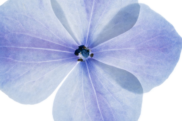 背光微距照片的蓝色和紫色绣球花图片下载