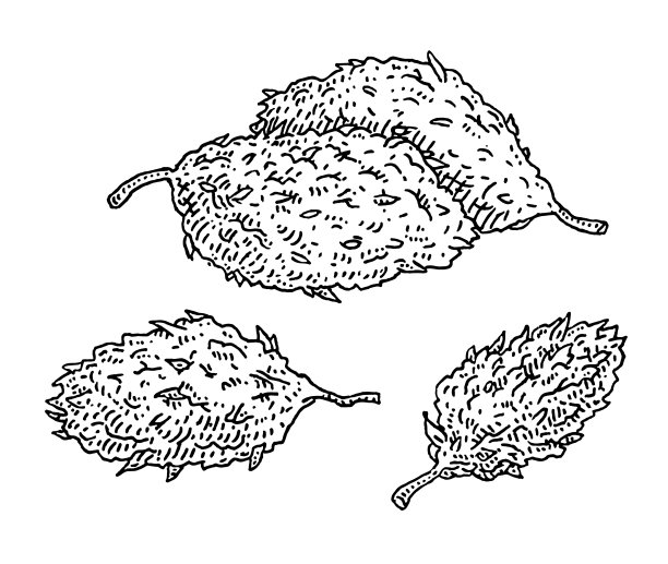 大麻味蕾。复古的黑色矢量雕刻插图。孤立在白色背景。图片下载
