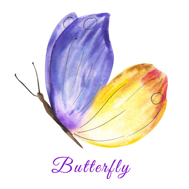 一只蝴蝶的侧面图。水彩画一只有紫黄色翅膀的蝴蝶。昆虫。夏天,画图片下载