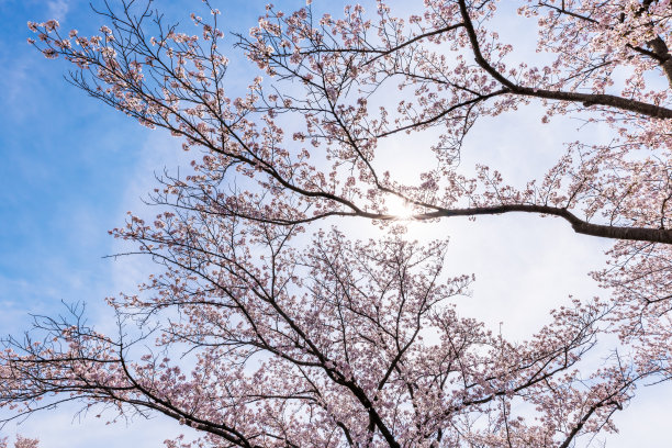 樱花盛开着美丽的粉红色图片下载