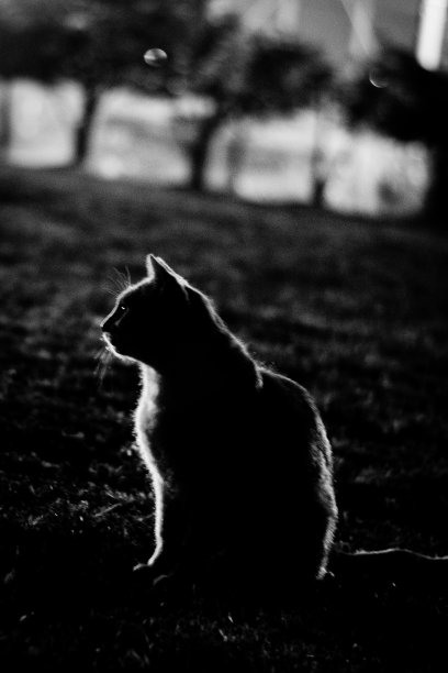一只猫在黑暗的夜晚的形象，单色图片下载