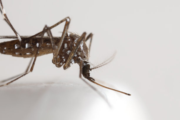 黄色蚊子在白色地板上的微距照片图片下载