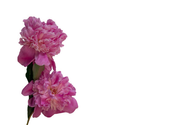 盛开的粉红牡丹在白色的背景下。隔离图片下载
