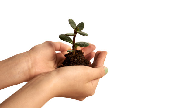 手抱着一株年轻的植物，孤立在白色背景上。环境与生态保护理念。图片下载