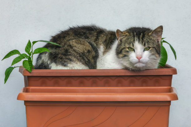 毛茸茸的猫在花盆里休息，他们在花盆里种了花苗。特写镜头图片下载