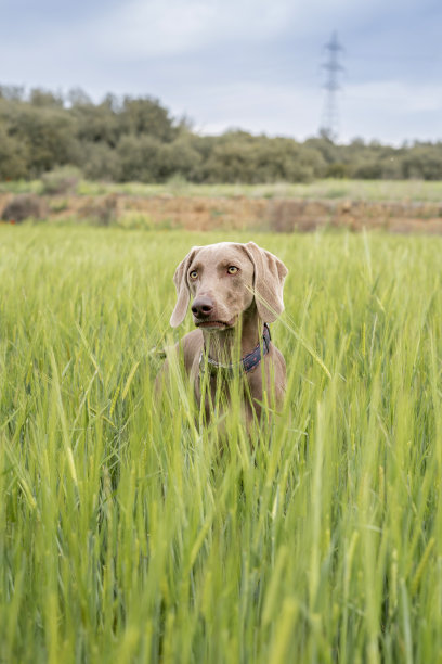绿色田野里的魏玛纳。猎狗的头快乐的狗。链接的关闭视图。阳光明媚的一天。图片下载