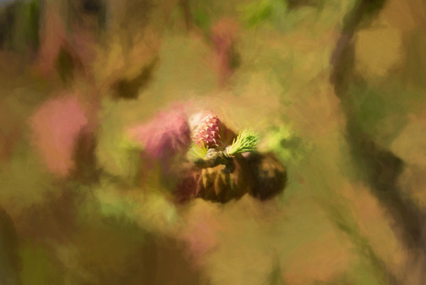 数码绘画的年轻针叶树松果芽孤立在自然环境。图片下载