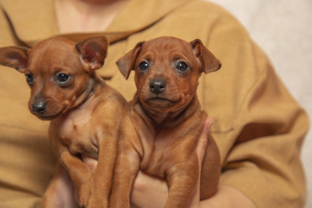 两只可爱的小狗坐在主人的怀里。对宠物的爱。图片下载