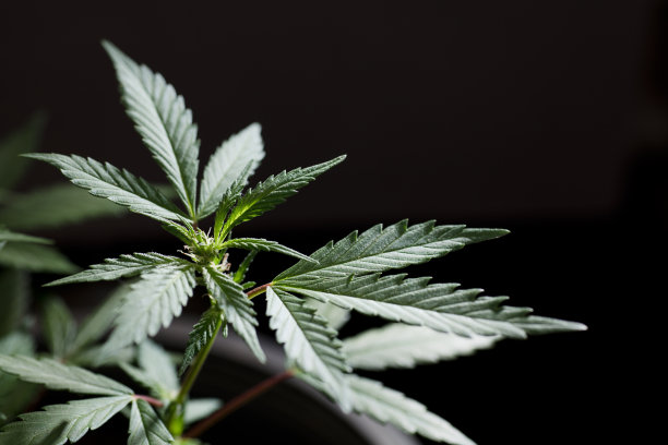 大麻花叶的特写照片，婚礼蛋糕品种，黑色背景图片下载