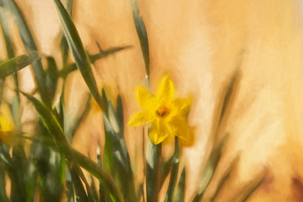 数码绘画一个美丽的单一黄色水仙花在自然环境。图片下载