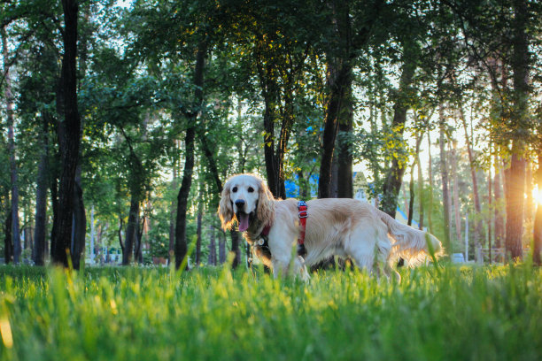可爱的横向照片聚焦淡淡小狗狗呆在草地上盯着前方模糊的公园在夏天明亮的一天图片下载