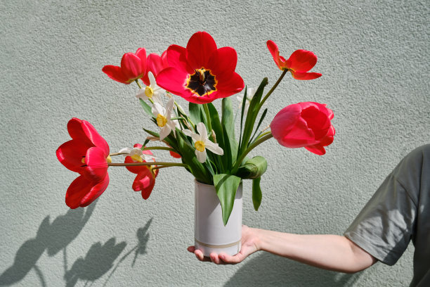 女人手里拿着一个花瓶，明亮的背景上有红色的郁金香和水仙花。卖花女收集了一束花。娇嫩的花是美丽的。一份节日礼物，春天心情图片下载