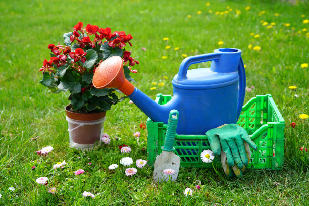 海棠花，蓝色的花园喷壶，手套，小铲子在绿色的新鲜草坪上的雏菊。图片下载