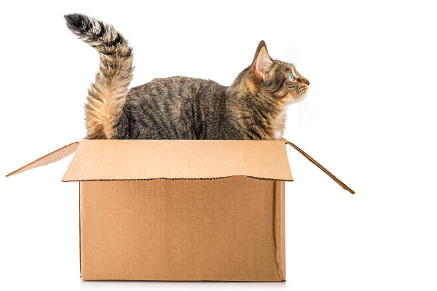 猫的礼物图片下载