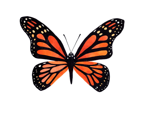 水彩君主蝴蝶俯视图插图。孤立在白色背景。水彩画昆虫。图片下载