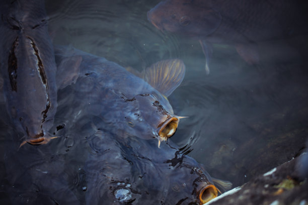 湖中的日本鱼图片下载