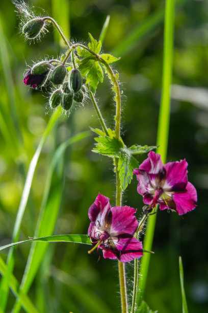 春天森林中的野 Geranium phaeum 花朵图片下载
