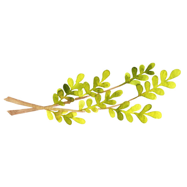 束春叶边水彩画的装饰上有机和自然的概念。图片下载