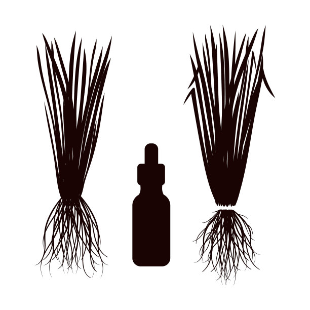 香根草在白色背景上留下根油图片下载