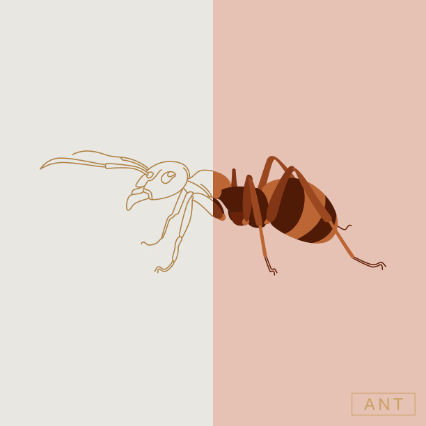 抽象的昆虫图片下载