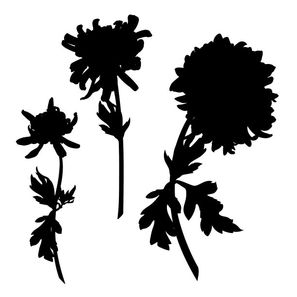 菊花剪影手绘图片下载