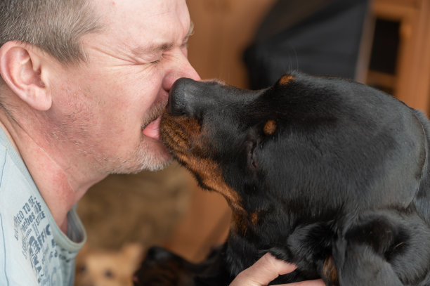 一只大黑狗舔着一个人的脸。成年雌性罗威纳犬亲吻主人。一个充满感情的闭着眼睛的成年男子。图片下载