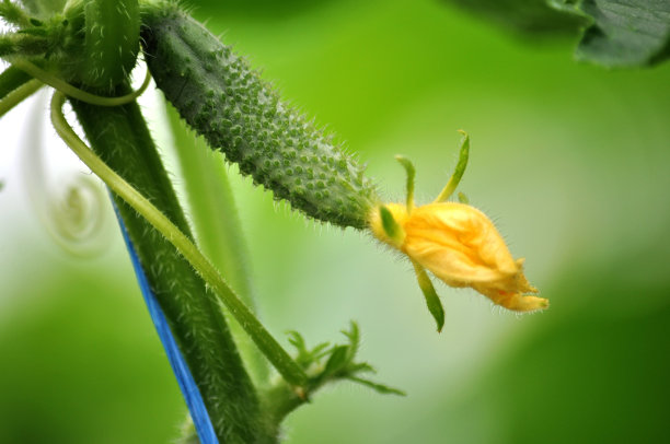 黄瓜在温室里生长图片下载