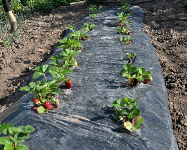 在黑膜下种植草莓图片下载