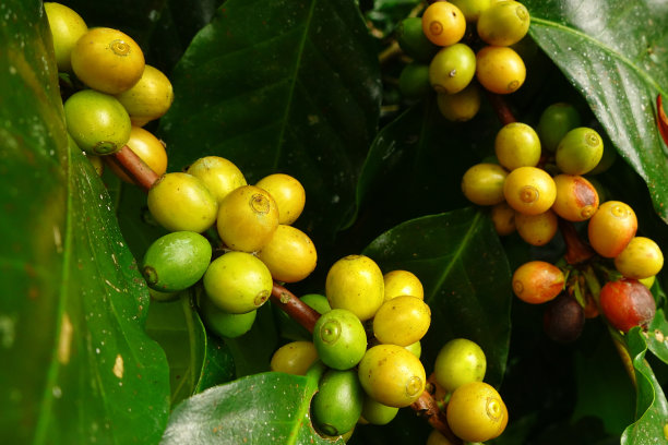 咖啡豆成熟图片下载