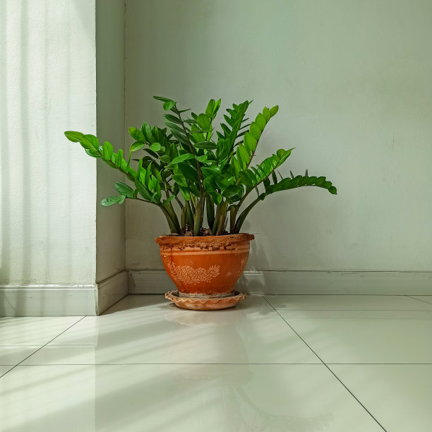 盆栽植物图片下载