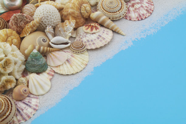许多不同的贝壳，上面有蓝色的珊瑚。图片下载