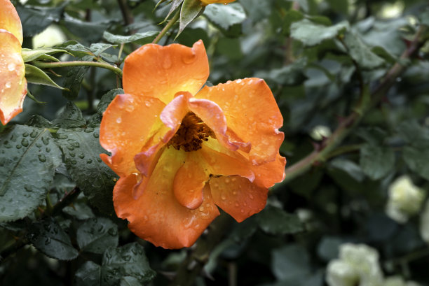 橙色铜玫瑰图片下载