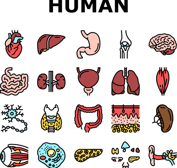 人体内部器官解剖图标设置图片下载