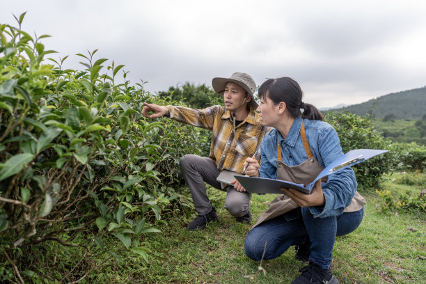 两名亚洲现代农场工人在试验田中进行数据收集图片下载