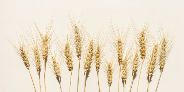 俯视图谷物作物的穗带芒，硬粒小麦谷物作物在阳光下的米色背景平坦地躺着小麦的穗在桌子上，最小的静物，收获的概念，宽的旗帜图片下载
