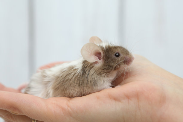 长毛灰色装饰缎面小老鼠，可爱的宠物图片下载