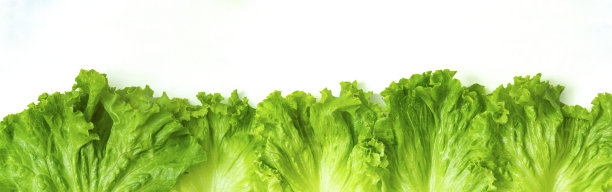 新鲜的绿色生菜沙拉横幅ow白色的背景图片下载