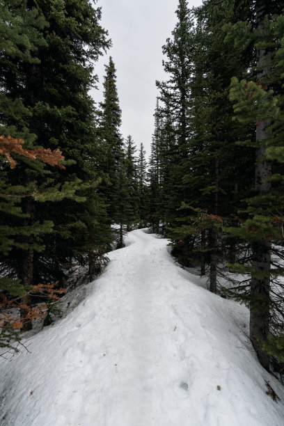 美丽的白雪覆盖在森林里图片下载