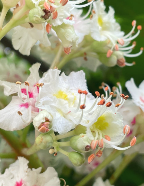 公园里开花的栗树图片下载