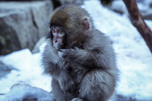 公园里的雪猴肖像图片下载