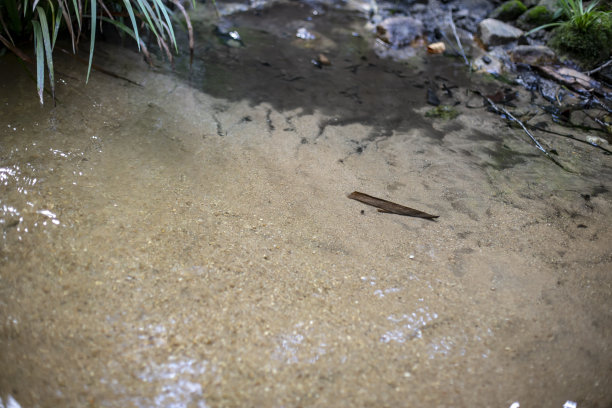 天然河水的照片图片下载