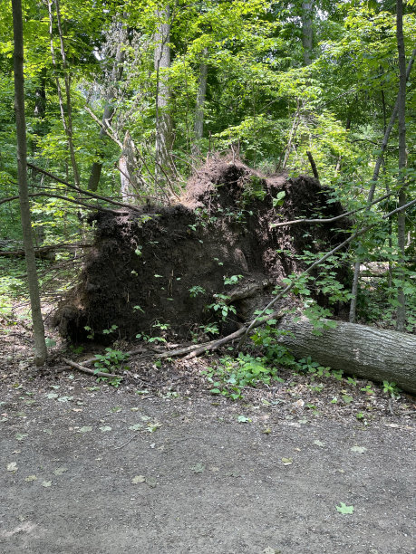 倒下的树是坏天气图片下载