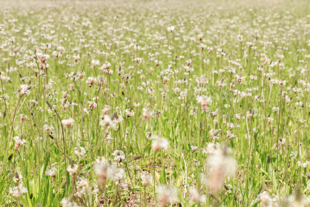 春天野花的背景。特写镜头图片下载