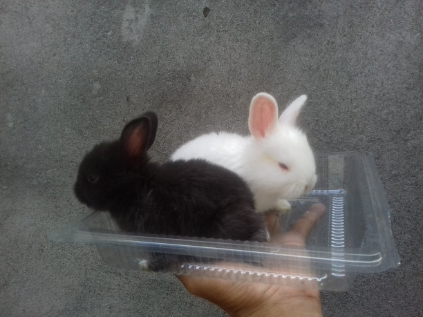 兔宝宝图片下载