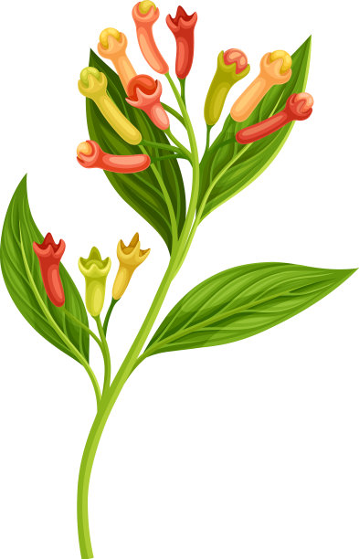 丁香树枝，花蕾成熟芳香图片下载