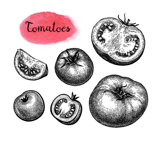 番茄大集合图片下载