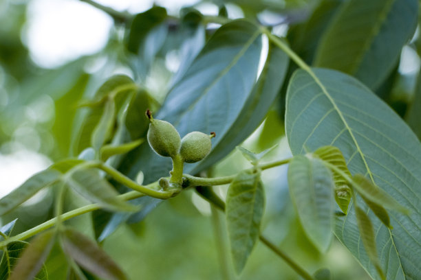 核桃。绿色核桃果实。图片下载