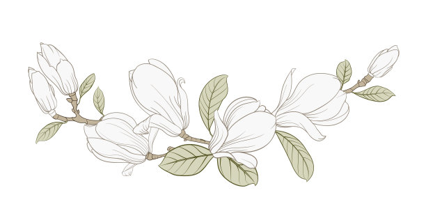 玉兰花花环的黑色剪影图片下载